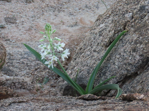 Image of Albuca stapffii by no rights reserved