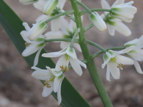 Image of Albuca stapffii by no rights reserved