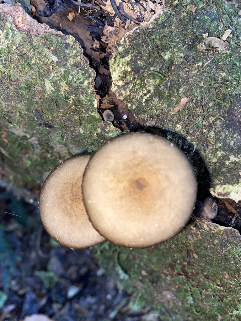Armillaria novae-zelandiae · April 2025 · photo: © caitlin_anderson1 (iNaturalist, cc-by)