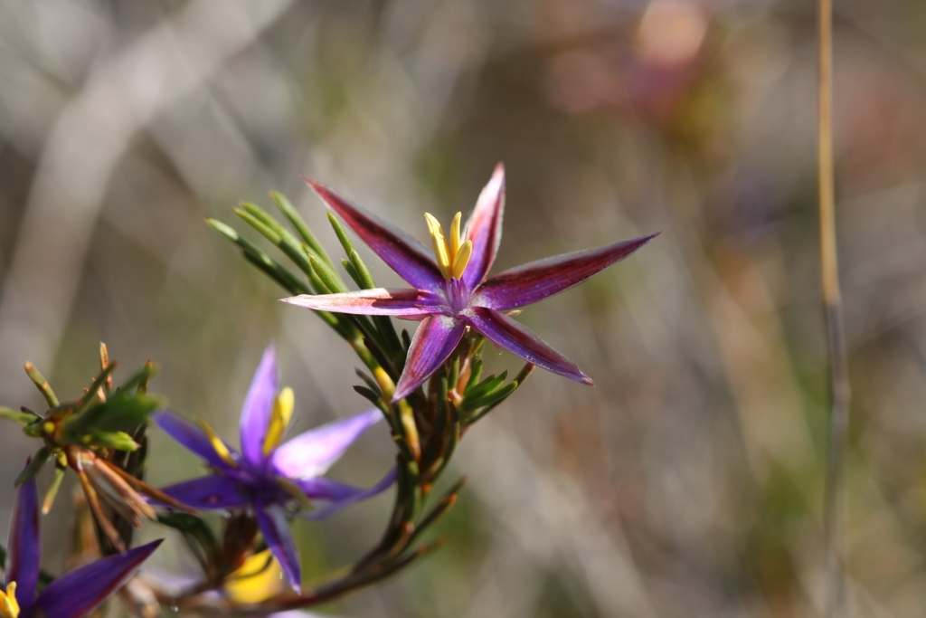 Blue Tinsel Lily