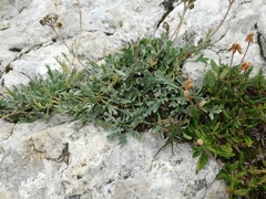 Jacobaea carniolica
