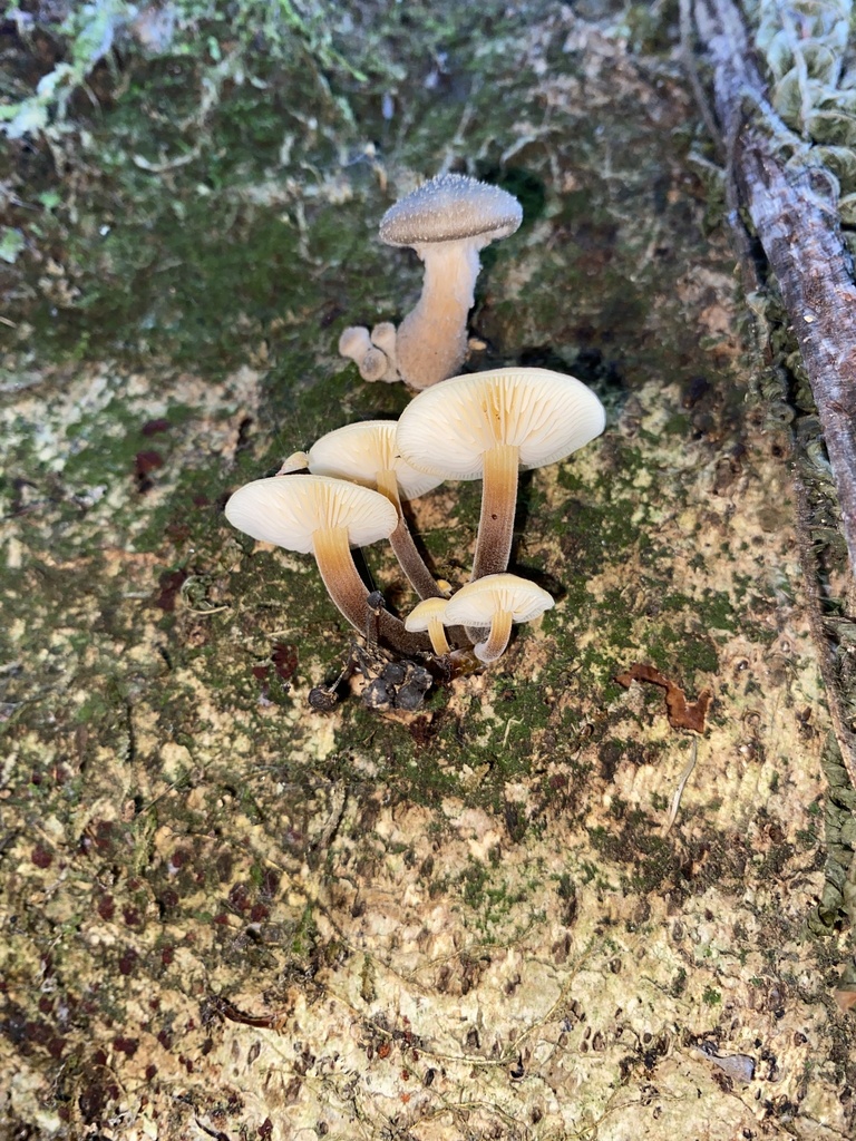 Flammulina velutipes · April 2025 · photo: © caitlin_anderson1 (iNaturalist, cc-by)