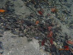 Callyspongia