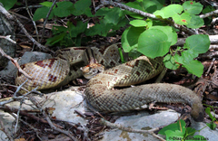 Crotalus tzabcan