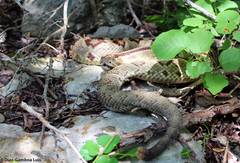Crotalus tzabcan
