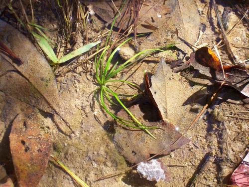Louisiana quillwort (Isoetes louisianensis)