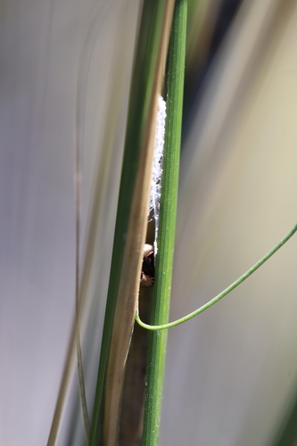 yellow sedge-skipper