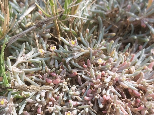 Image of Kewa arenicola by (c) De Waal Hugo, some rights reserved (CC BY)