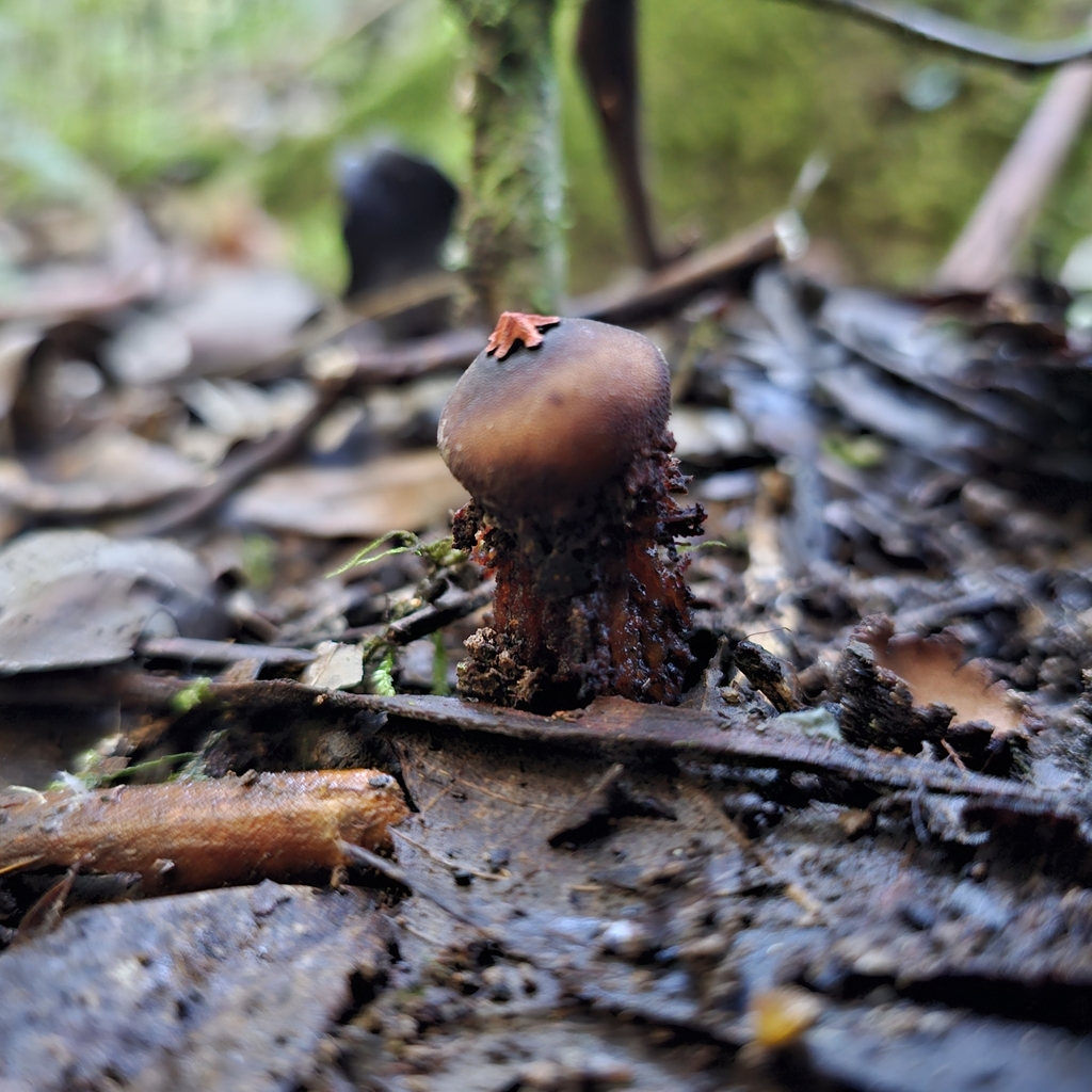 Calostoma fuscum · April 2025 · photo: © ferousfolly (iNaturalist, cc-by-sa)