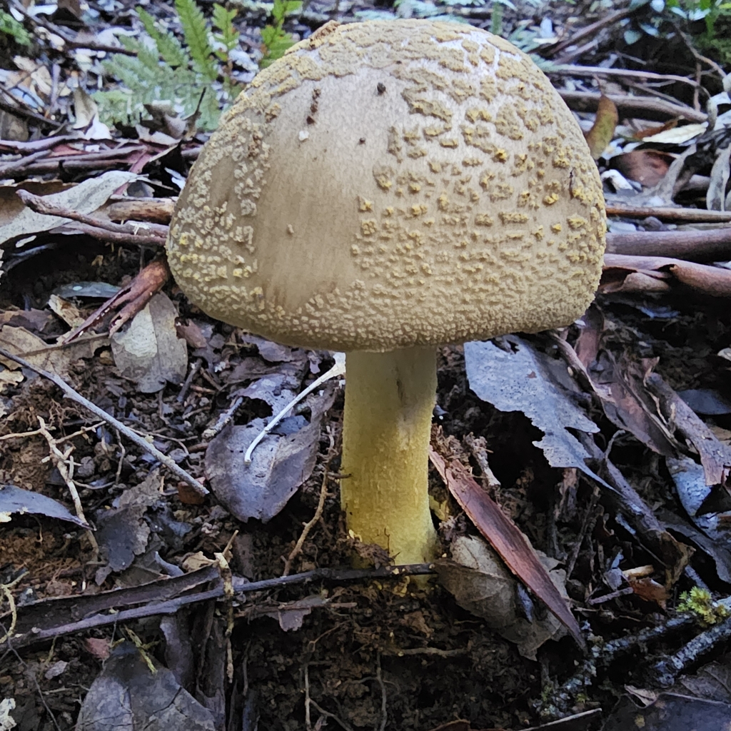 Amanita luteolovelata · April 2025 · photo: © ferousfolly (iNaturalist, cc-by-sa)