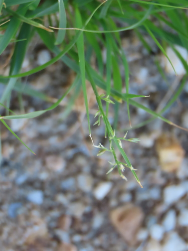 Image of Eragrostis nindensis by no rights reserved