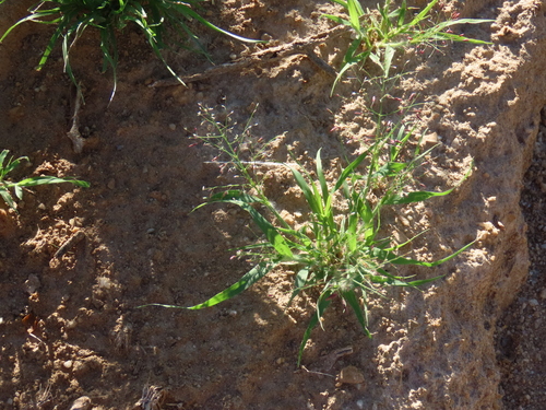 Image of Eragrostis annulata by no rights reserved