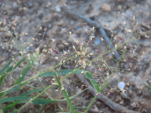 Image of Eragrostis annulata by no rights reserved