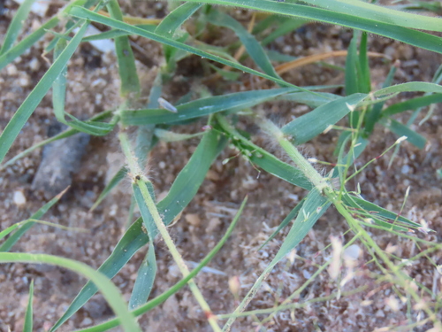 Image of Eragrostis annulata by no rights reserved