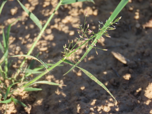 Ringed Love Grass (Eragrostis annulata)