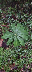 Arisaema taiwanense, photograph 黃家瑜, CC BY, iNaturalist via GBIF