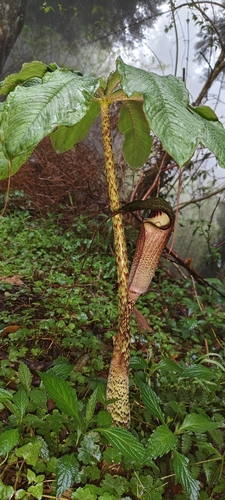 Arisaema taiwanense, photograph 3