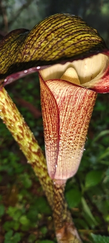 Arisaema taiwanense, photograph 4