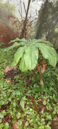 Arisaema taiwanense, photograph 5