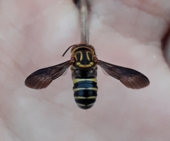 Epanthidium