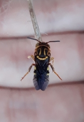 Epanthidium
