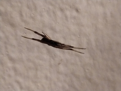 Episinus