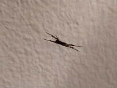 Episinus