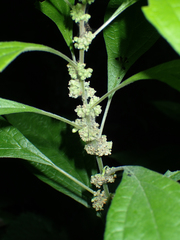 Parietaria officinalis
