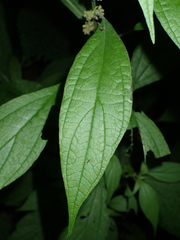 Parietaria officinalis