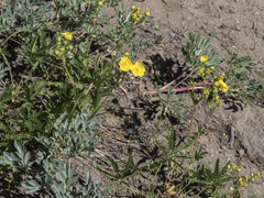 Potentilla gracilis fastigiata
