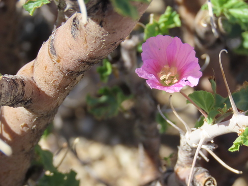 Namib Bushmancandle (Monsonia marlothii)