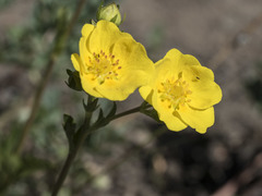 Potentilla gracilis fastigiata