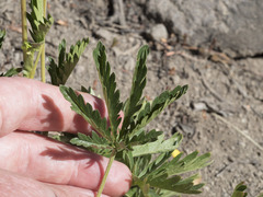 Potentilla gracilis fastigiata