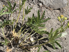 Potentilla gracilis fastigiata