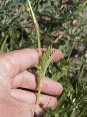 Potentilla gracilis fastigiata