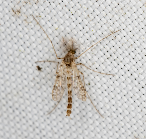 Thienemannimyia barberi photo 4