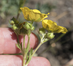 Potentilla gracilis fastigiata
