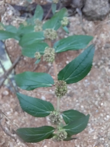 Euphorbia hirta iNat (3)