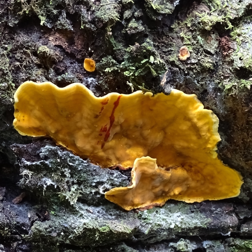 Stereum greslebiniae · August 2019 · photo: © cristianriquelme (iNaturalist, cc-by)
