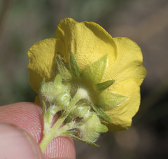 Potentilla gracilis fastigiata