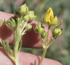 Potentilla gracilis fastigiata