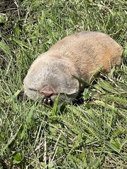 Balkan Blind Mole Rat photo 2
