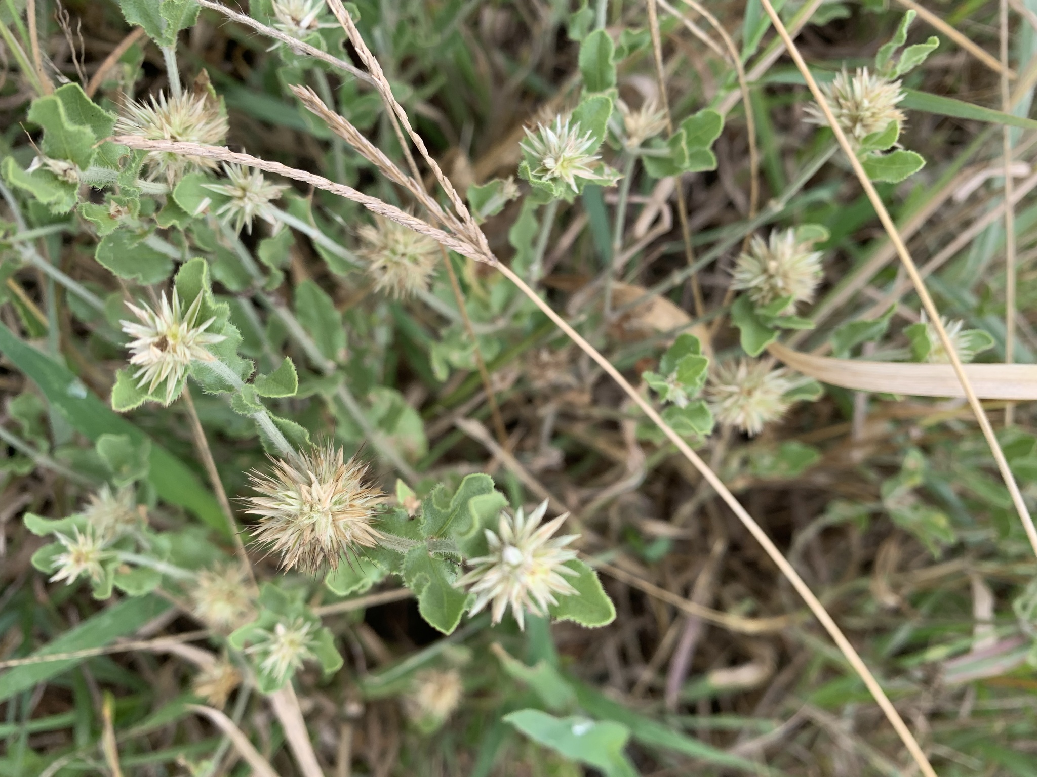 Cyathula lanceolata