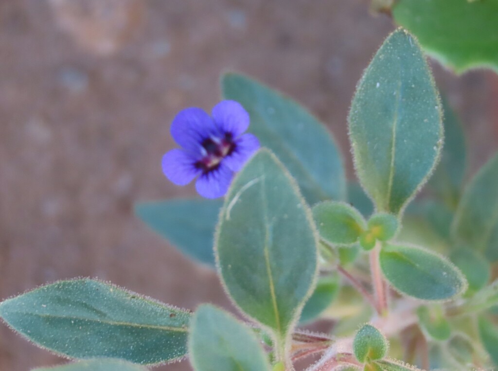 Anticharis kaokoensis (Anticharis kaokoensis)