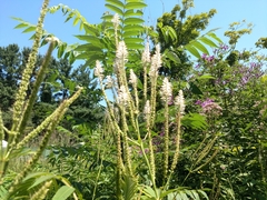 Veronicastrum