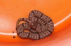 Crotalus lepidus