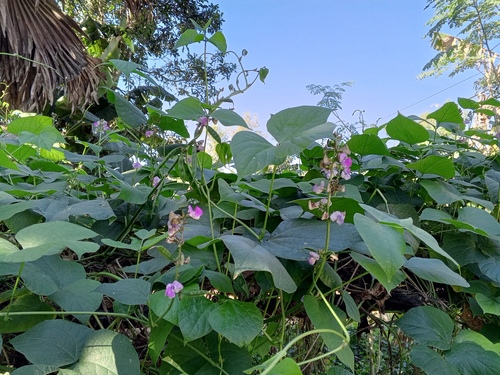 Hyacinth bean