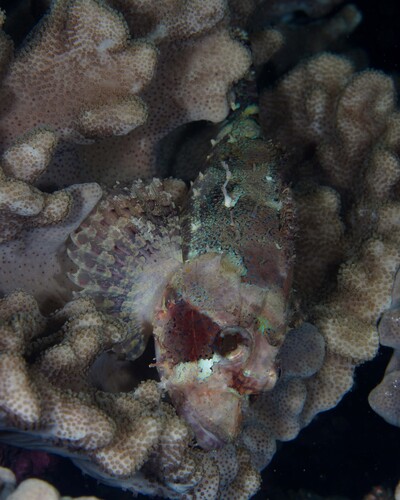 Scorpaenopsis eschmeyeri observed 2025-04-04