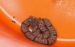 Crotalus lepidus