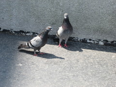 Columba livia domestica